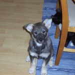 azzi.och.katten