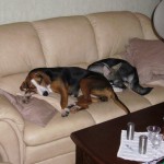 inge.bra.pa.teve